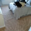 a freshly cleaned bedroom carpet